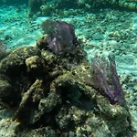 The Coral Casa