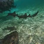 The Coral Casa