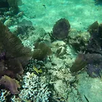 The Coral Casa