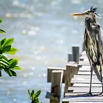 Coconut Grove