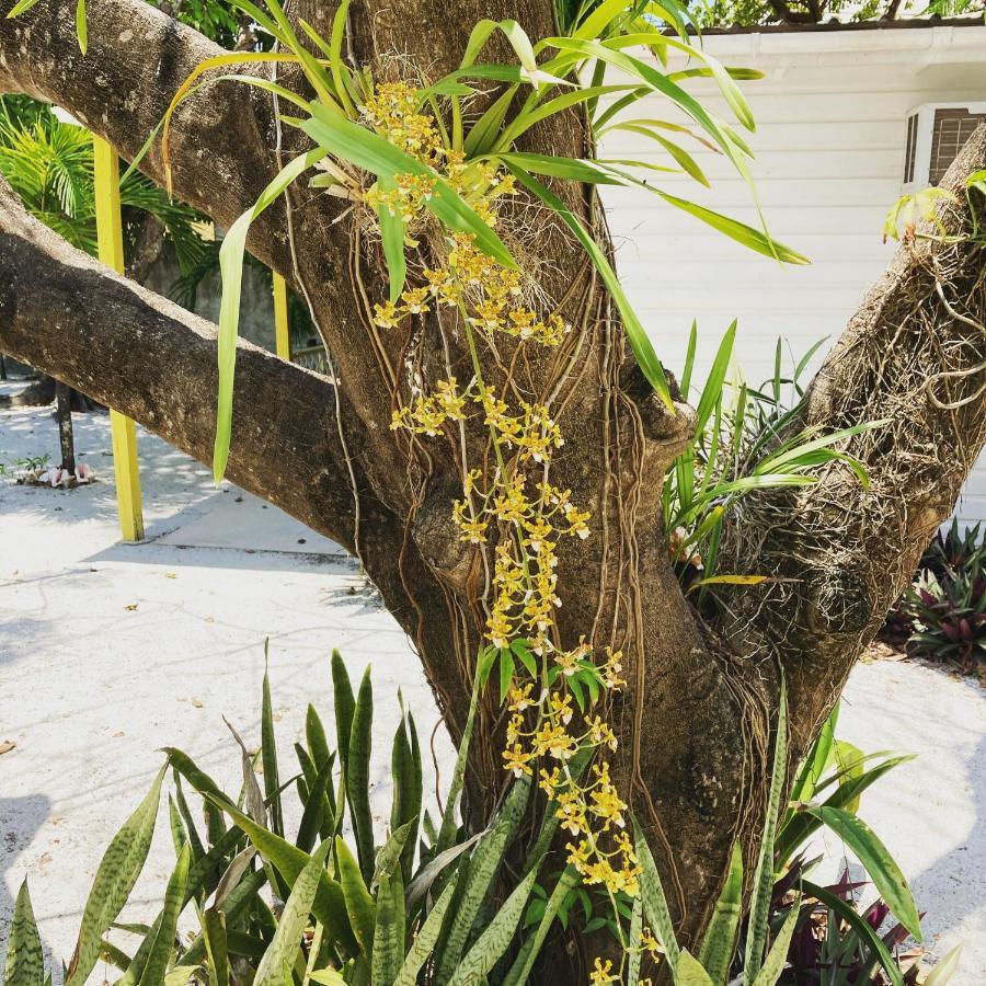 Guest house Jaguar Morning Star