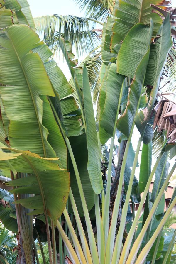 Amanda's Place Casa Amancer - Sea View, Pool And Tropical Garden *