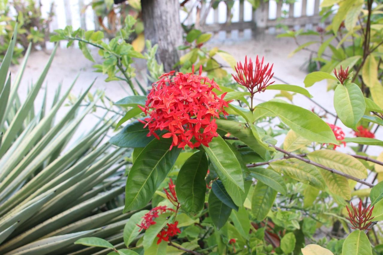 Amanda's Place - Pool And Tropical Garden Apartamento Caye Caulker