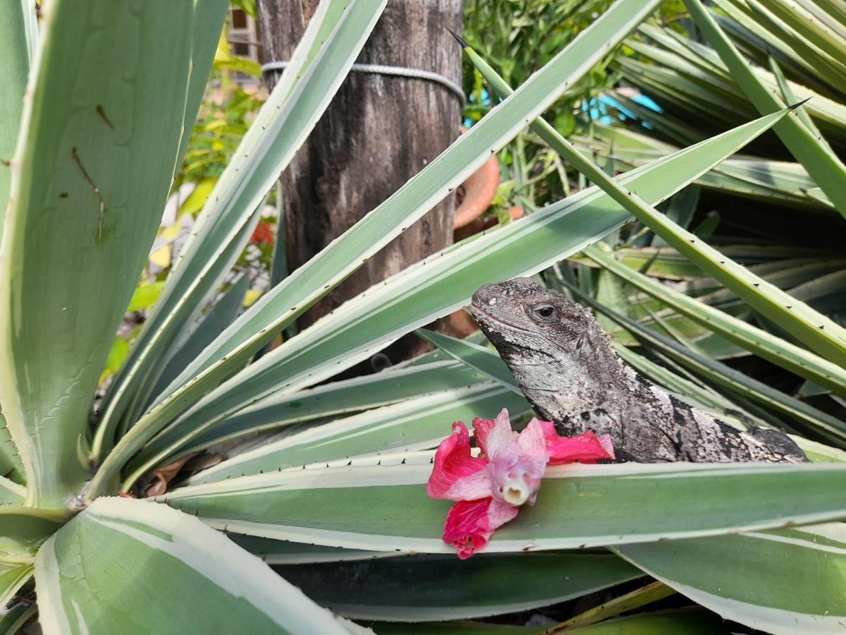Apartamento Amanda's Place - Pool And Tropical Garden Caye Caulker