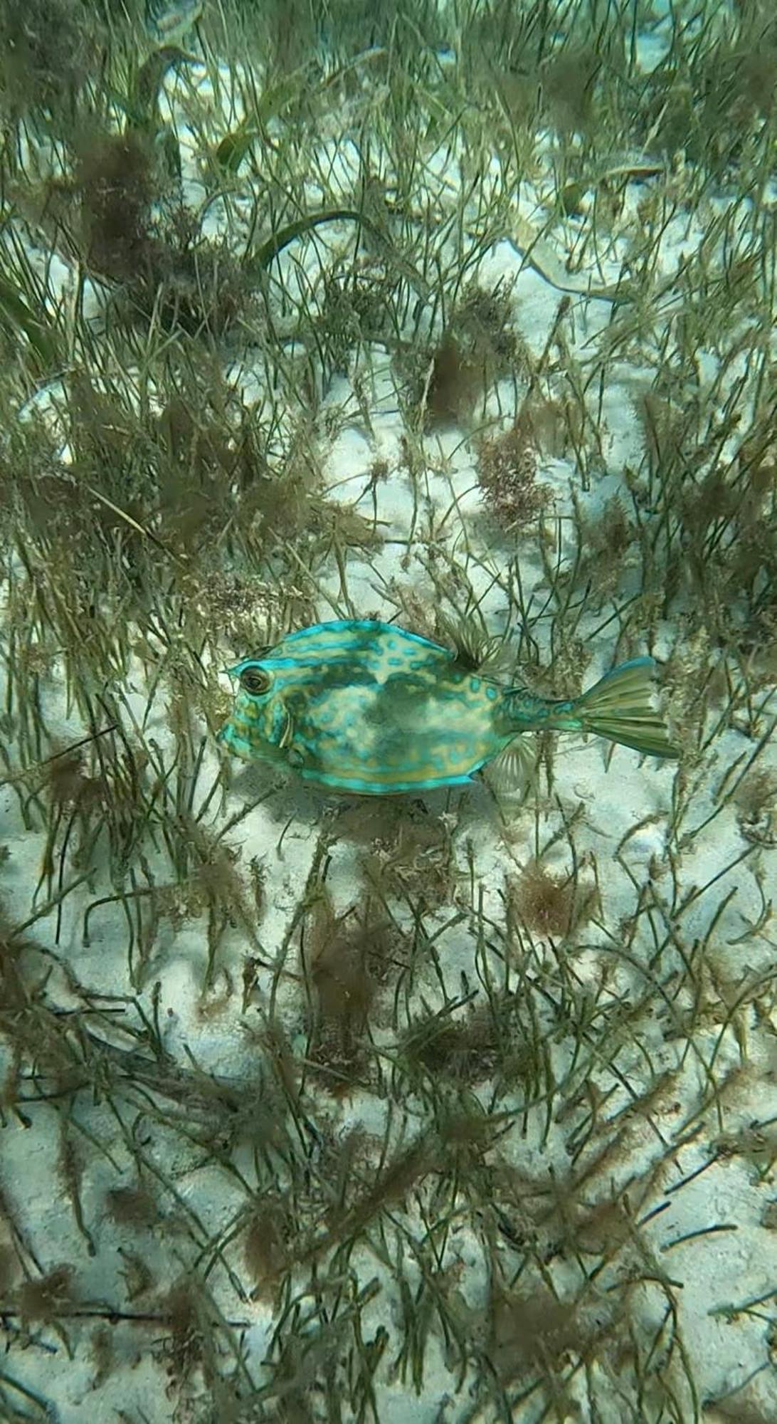 The Coral Casa Caye Caulker