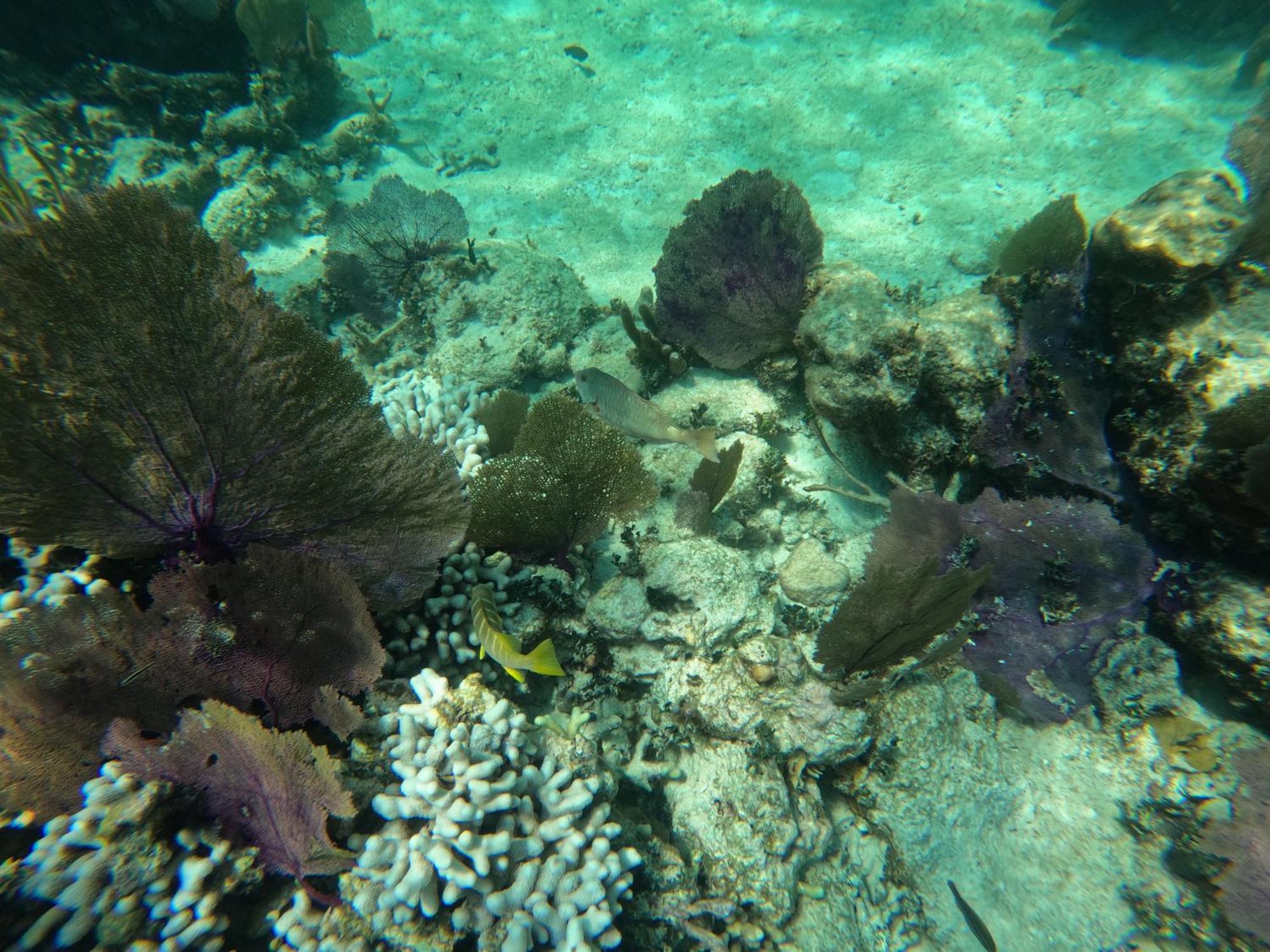 The Coral Casa *