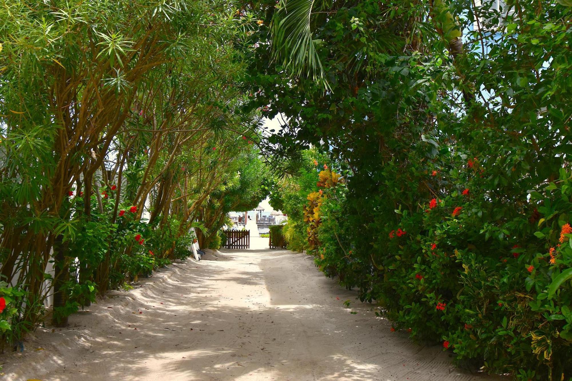 Palmetto Garden