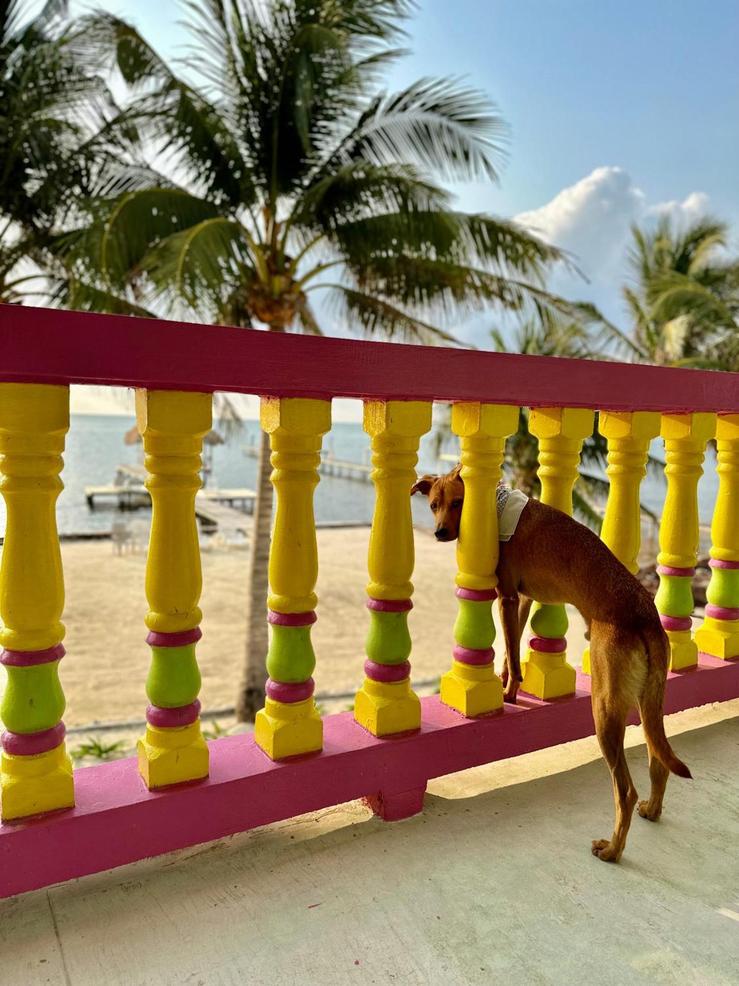 Barefoot Belize *