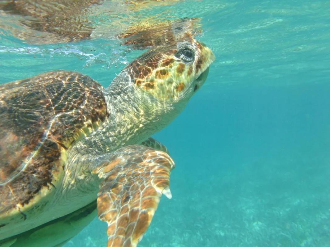 Tropical Paradise Express * Caye Caulker