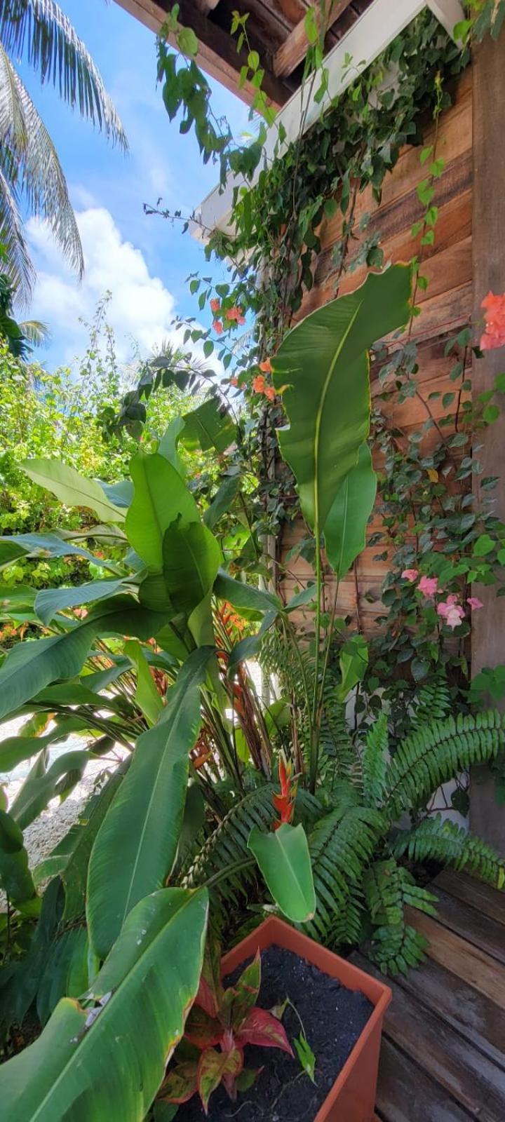 Boutique 6 Guest house Caye Caulker