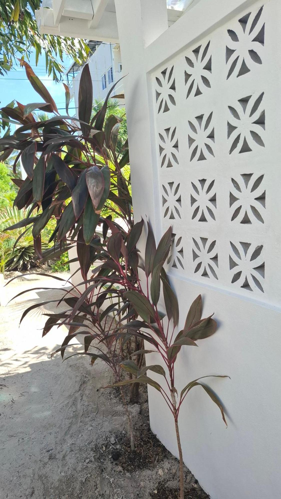 Amanda's Place - Pool And Tropical Garden *