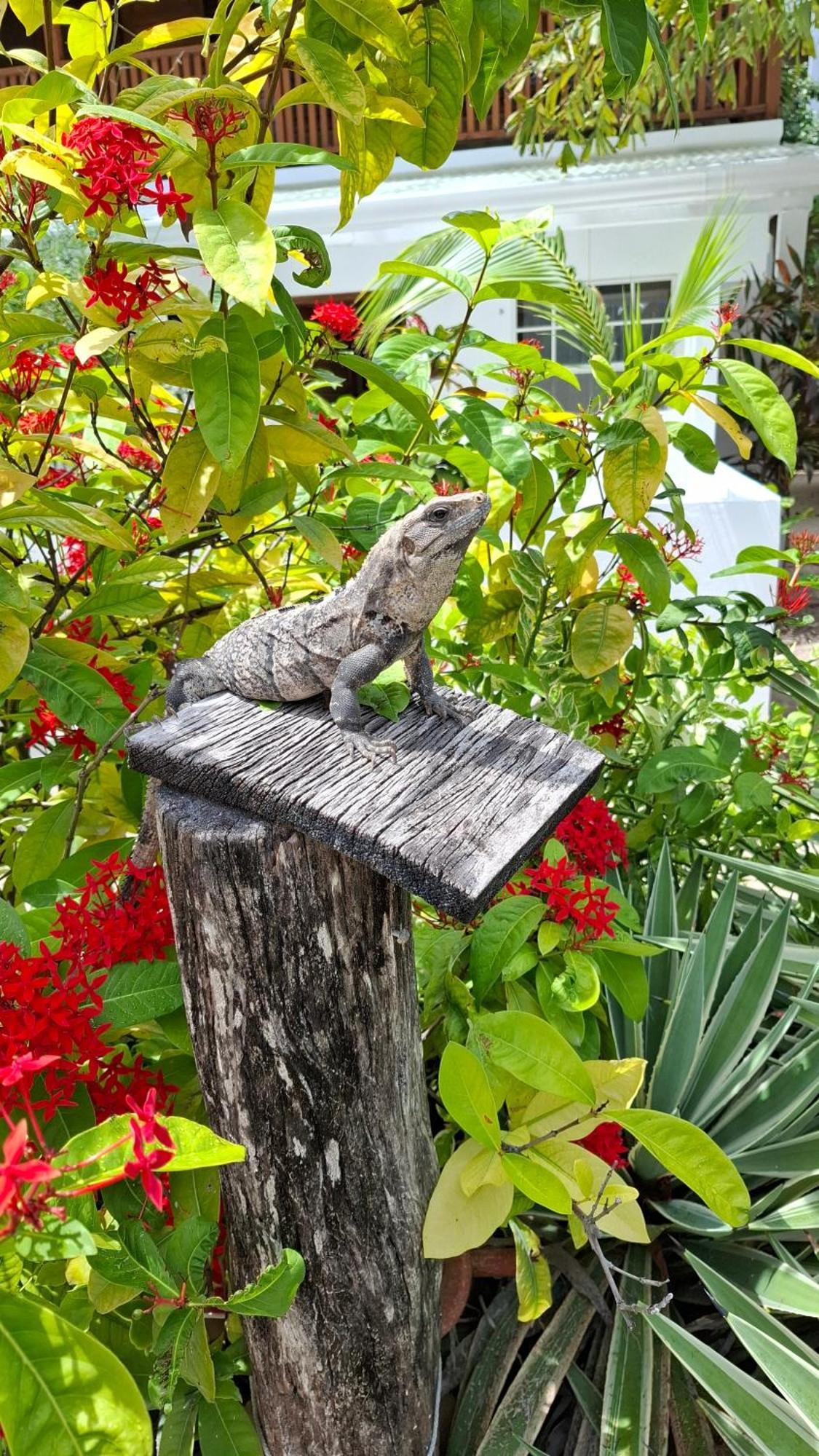 Holiday home Amanda's Place Casita Carinosa - Pool And Tropical Garden