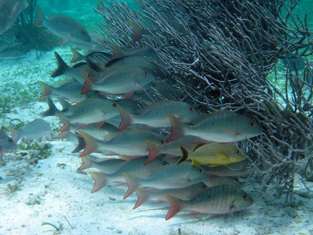 Villa Caye Reef Caye Caulker