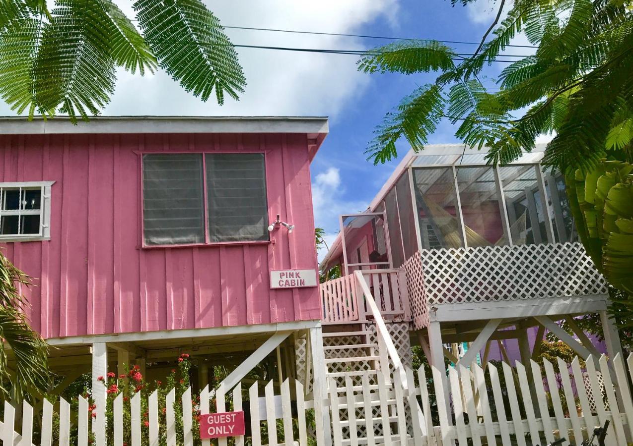 Hummingbirds Caye Caulker