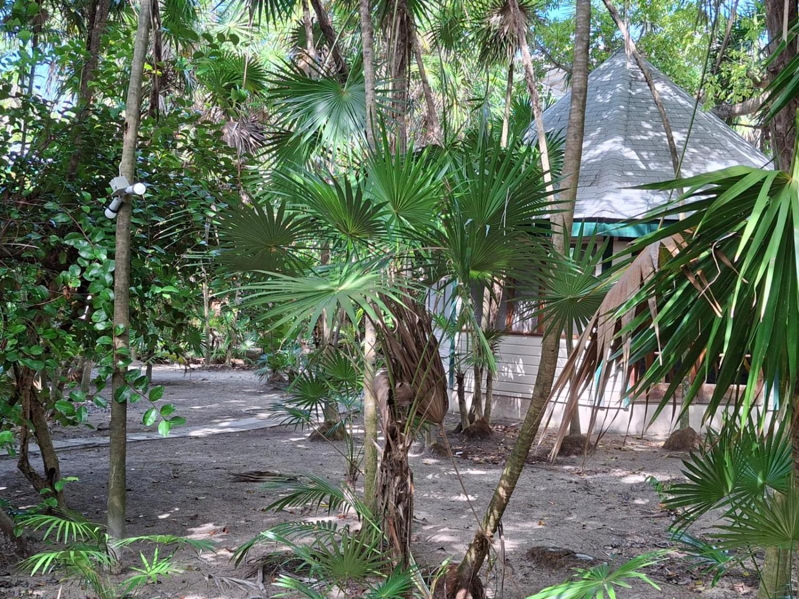 Jungle Cocoon Bed & Breakfast