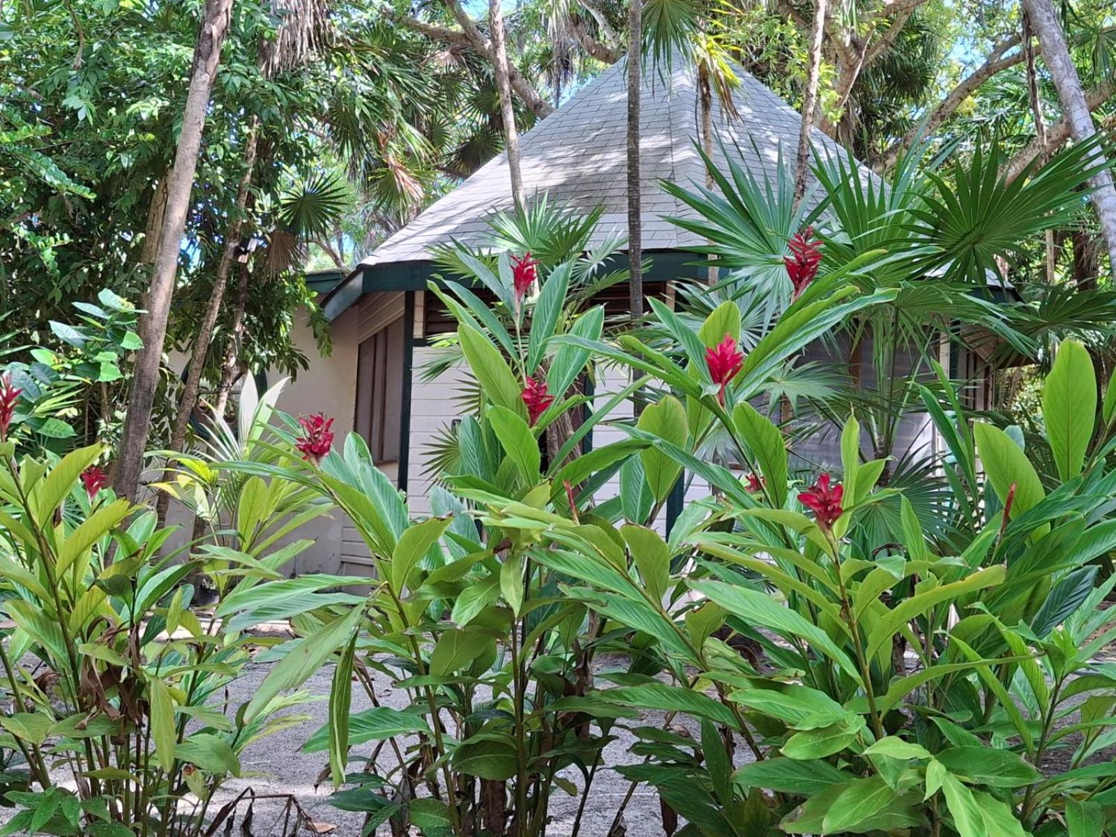 Bed & Breakfast Jungle Cocoon