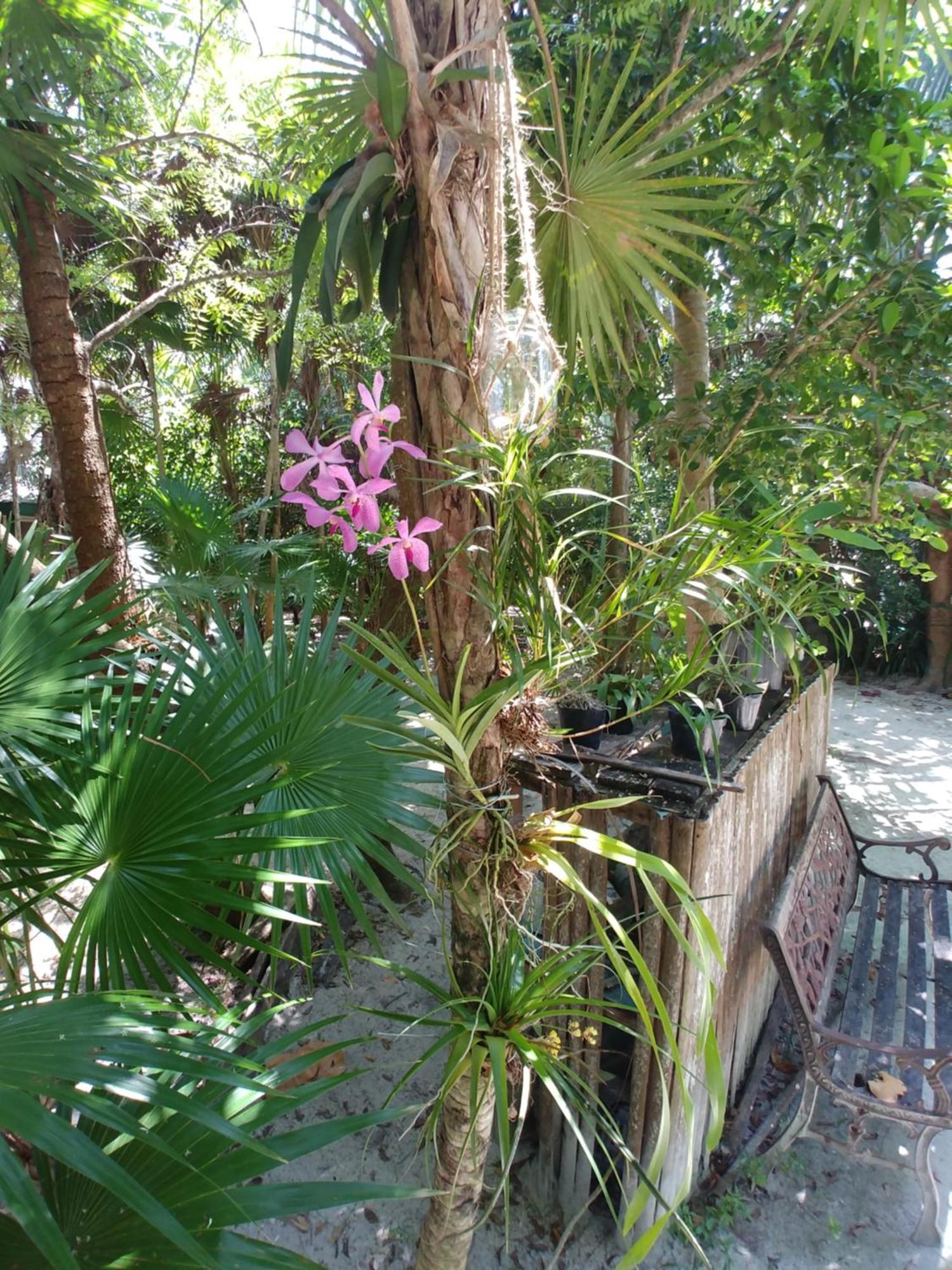Jungle Cocoon 3* Caye Caulker