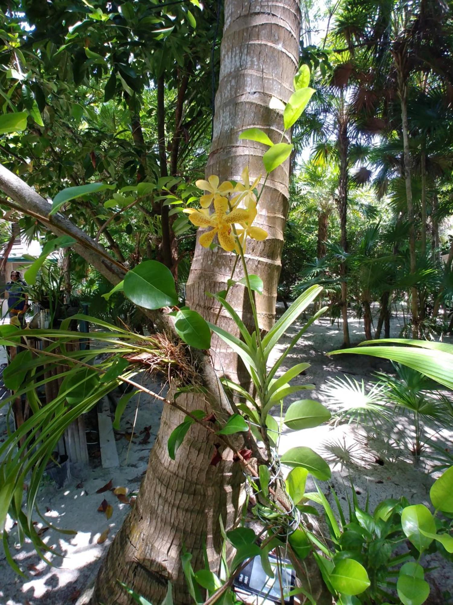 Jungle Cocoon Bed & Breakfast 3*