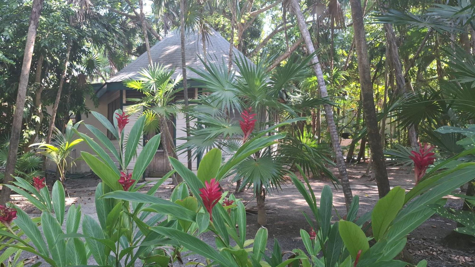 Jungle Cocoon 3*
