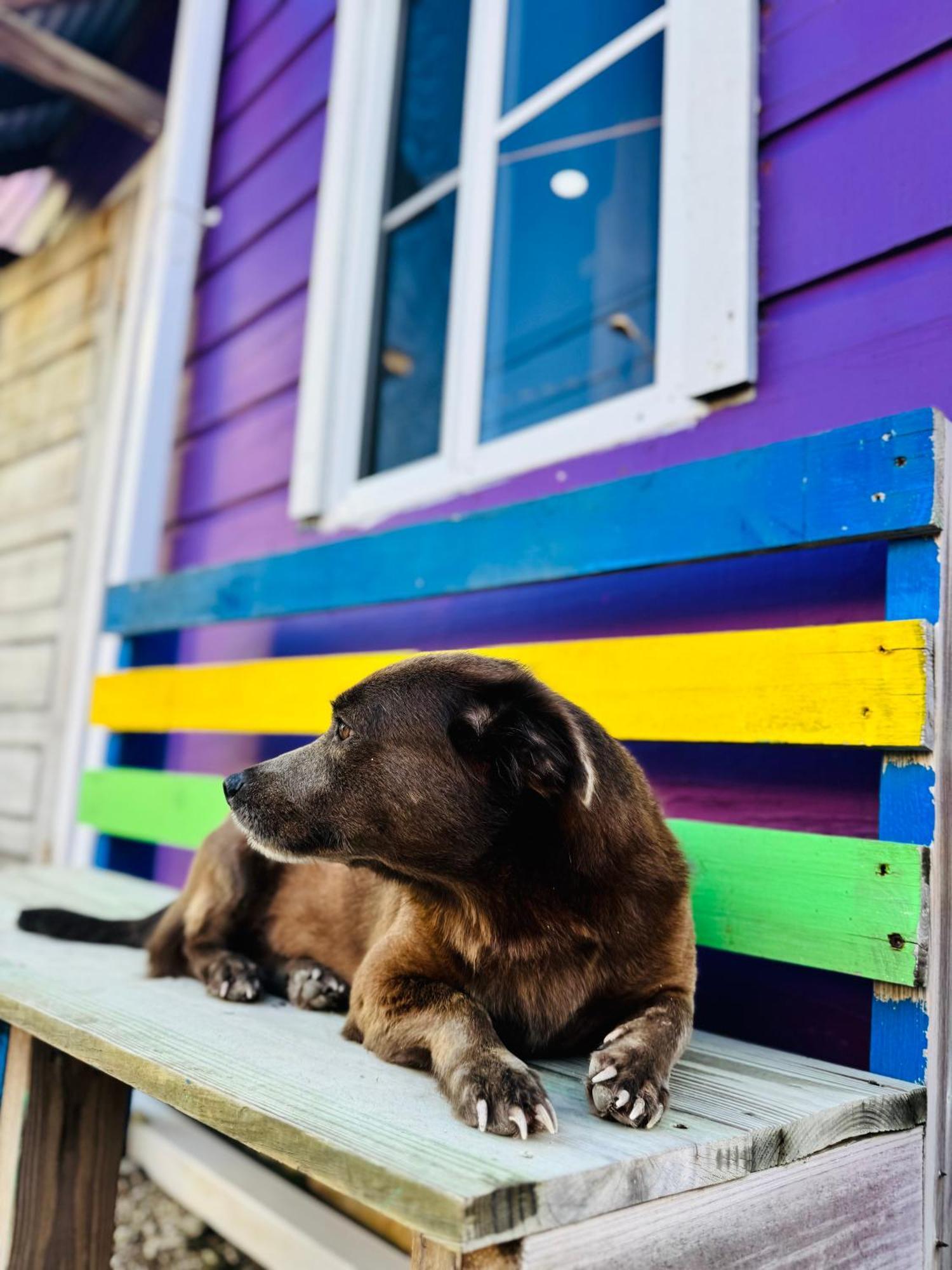 Go Slow * Caye Caulker