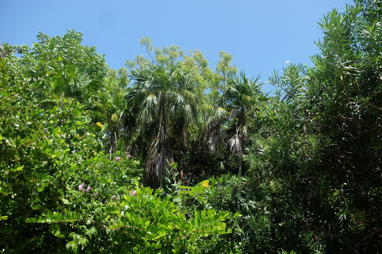 Jungle Cocoon