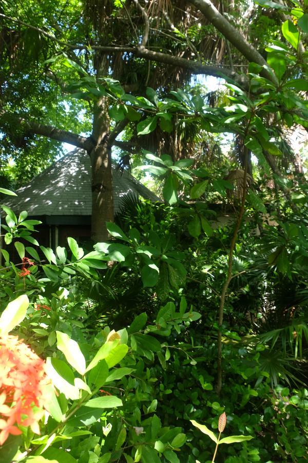 Bed & Breakfast Jungle Cocoon Caye Caulker